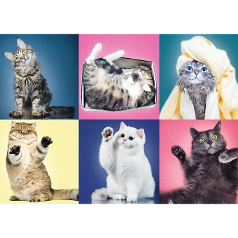 Trefl 37377 Katzen 500 Teile Puzzle 4 Trefl 37377 Katzen 500 Teile Puzzle – Bild 2